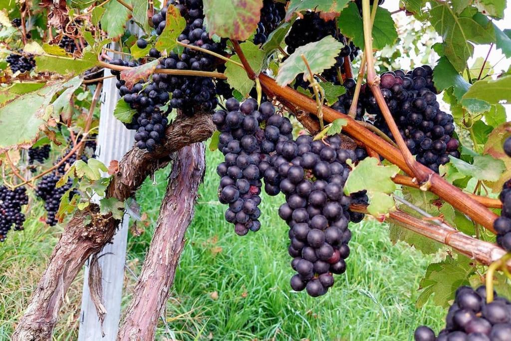 Apartment Naturjuwel Inmitten Der Weinberge *